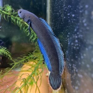 雷龍魚品種大全詳細圖解：雷龍魚品種大全及種類 雷龍魚品種大全詳細圖解：雷龍魚品種大全及種類 龍魚百科 第5張