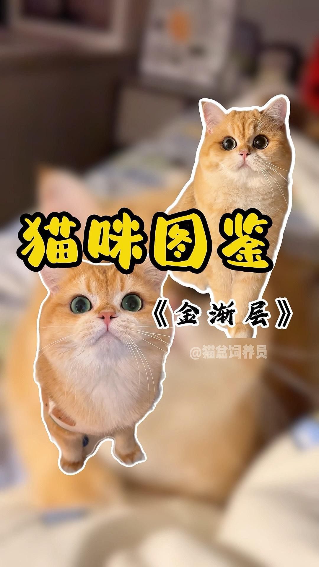 貓金漸層