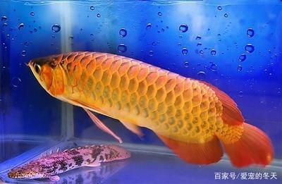 金龍魚怎么看珠鱗好不好：判斷金龍魚珠鱗的好壞是重要表現(xiàn)之一，金龍魚怎么看珠鱗好不好