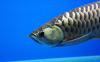 戰(zhàn)船魚和銀龍魚哪個好養(yǎng)：防止金龍魚兜嘴的方法