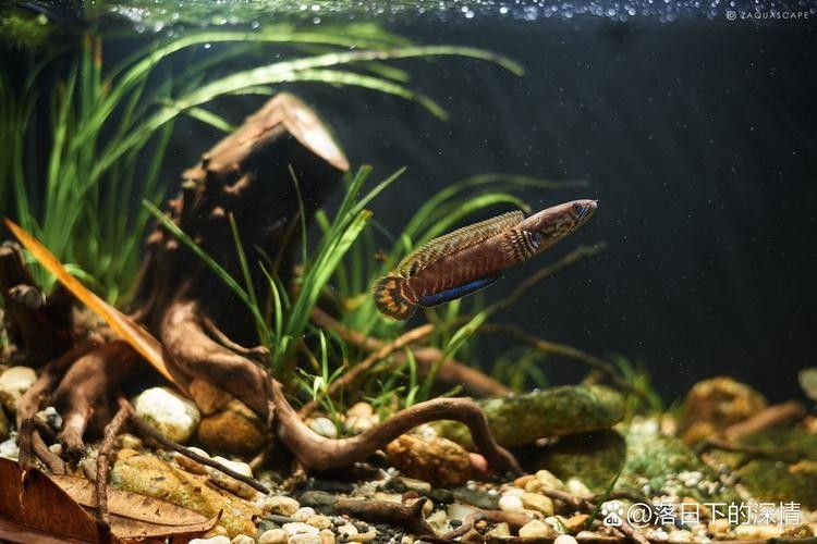 紅龍魚光照周期的最佳設置：如何選擇紅龍魚專用燈具，紅龍魚光照周期與飲食關系