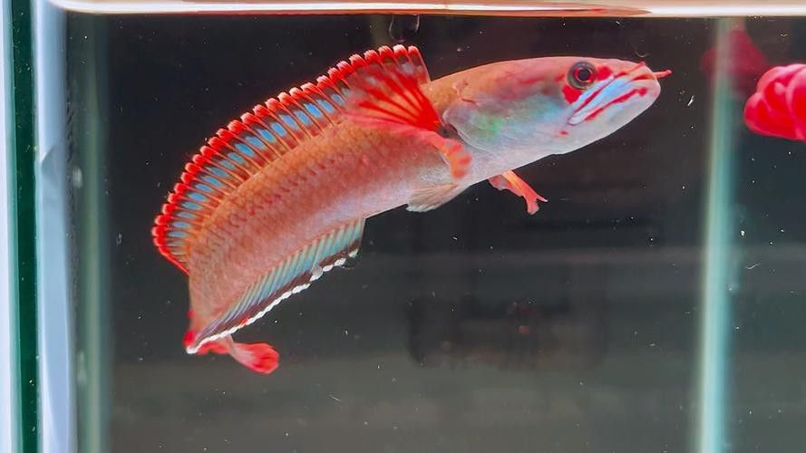 血斑雷龍魚怎么看品相 血斑雷龍魚怎么看品相 龍魚百科 第7張