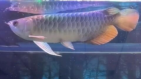 金龍魚(yú)吃大魚(yú)能撐死不能吃小魚(yú)：金龍魚(yú)吃大魚(yú)或小魚(yú)撐死不能吃小魚(yú)或小魚(yú)撐死
