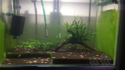 適合龍魚的水草：養龍魚的同時種植水草是可行的，但需要注意以下幾點