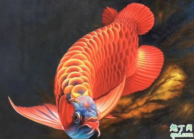 龍魚要吃什么：關于龍魚飲食的詳細信息