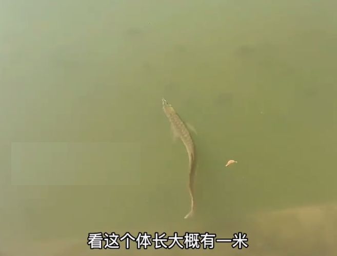 龍魚不養(yǎng)了是要放生還是送人？：處理不再飼養(yǎng)的龍魚的最佳方式