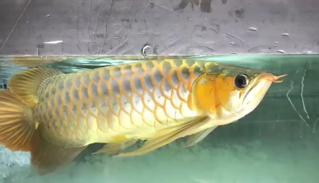 龍魚不養(yǎng)了是要放生還是送人？：處理不再飼養(yǎng)的龍魚的最佳方式