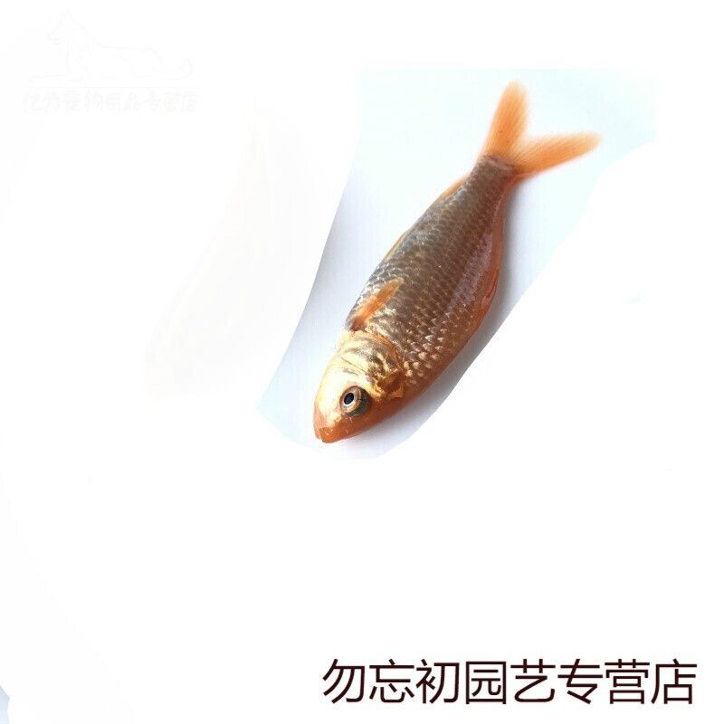 龍魚不養(yǎng)了是要放生還是送人？：處理不再飼養(yǎng)的龍魚的最佳方式