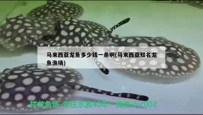 龍魚在馬來西亞貴嗎:馬來西亞龍魚市場價格趨勢 龍魚百科 第1張 龍魚在馬來西亞貴嗎:馬來西亞龍魚市場價格趨勢 龍魚在馬來西亞貴嗎:馬來西亞龍魚市場價格趨勢 龍魚百科 第1張
