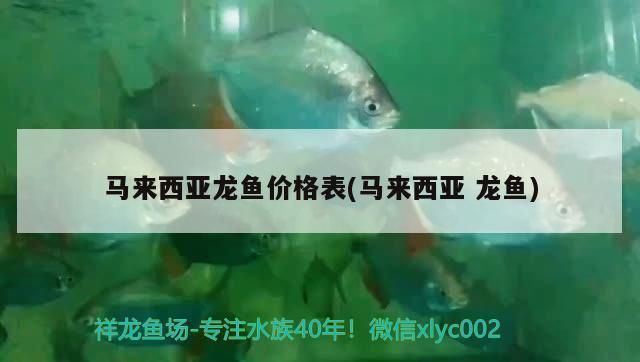 龍魚在馬來西亞貴嗎:馬來西亞龍魚市場價格趨勢 龍魚百科 第2張 龍魚在馬來西亞貴嗎:馬來西亞龍魚市場價格趨勢 龍魚在馬來西亞貴嗎:馬來西亞龍魚市場價格趨勢 龍魚百科 第2張