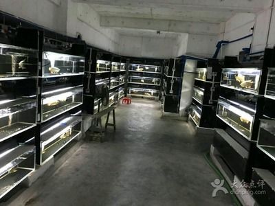 龍魚熱帶魚：龍魚是熱帶魚嗎？ 龍魚熱帶魚：龍魚是熱帶魚嗎？ 龍魚百科