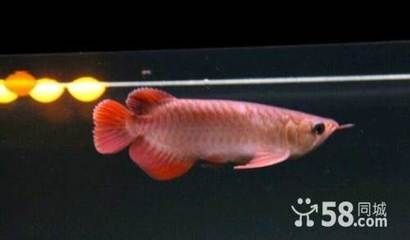 廣州哪里買龍魚最便宜（廣州哪里能買到低價龍魚）