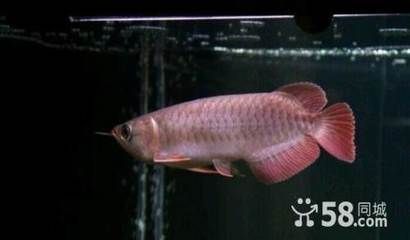 廣州哪里買龍魚最便宜（廣州哪里能買到低價龍魚）