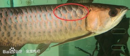 廣州哪里買龍魚最便宜（廣州哪里能買到低價龍魚）