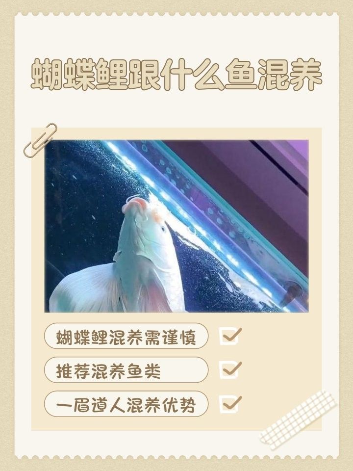 龍魚蝴蝶鯉混養