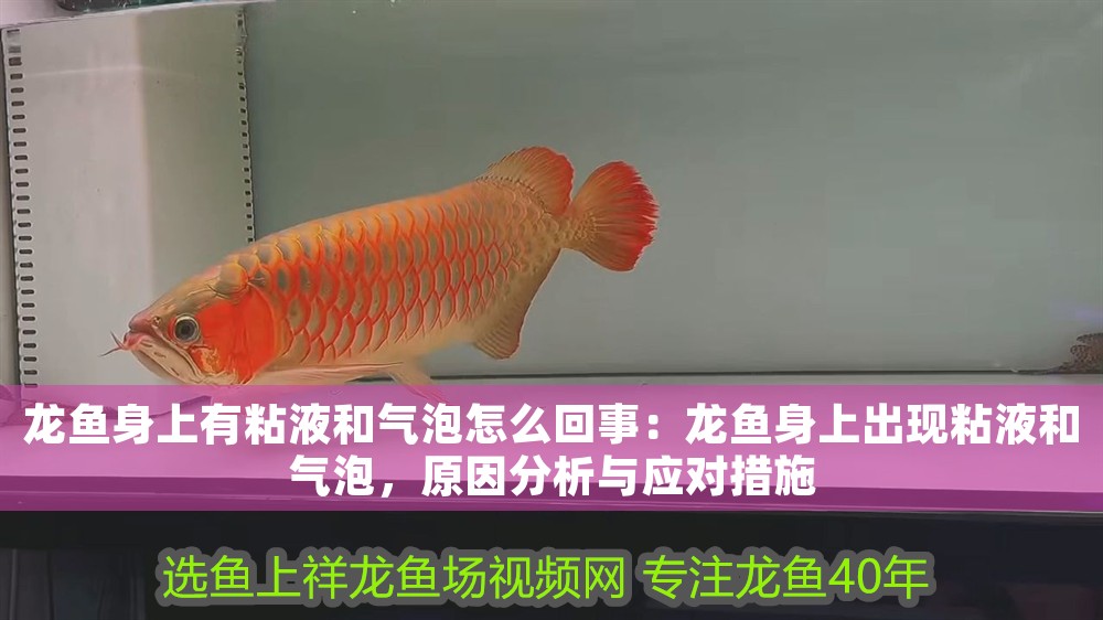 龍魚身上有粘液和氣泡怎么回事：龍魚身上出現粘液和氣泡，原因分析與應對措施