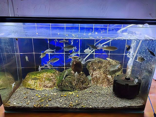 龍魚使用甲硝唑片后多久見效？