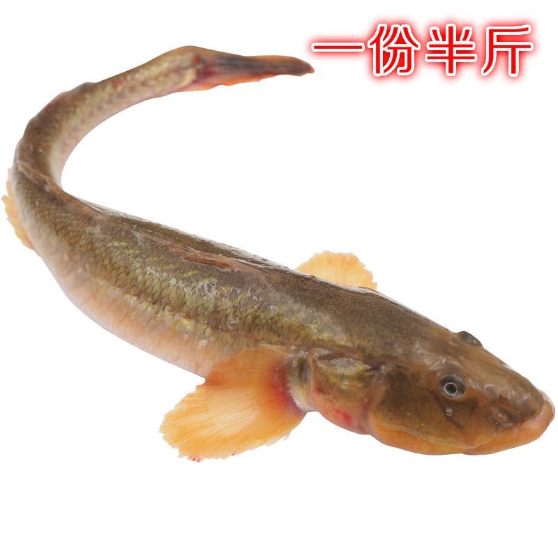 小龍魚跳龍門的故事：“小鯉魚跳龍門”的故事