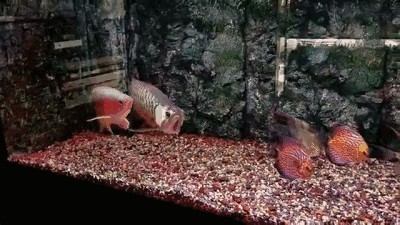 龍魚用嘴孵卵（龍魚為什么用嘴孵卵？） 龍魚用嘴孵卵（龍魚為什么用嘴孵卵？） 龍魚百科 第4張