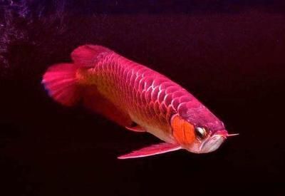龍魚用嘴孵卵（龍魚為什么用嘴孵卵？） 龍魚用嘴孵卵（龍魚為什么用嘴孵卵？） 龍魚百科 第5張