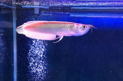 銀龍魚幼魚期營養搭配：銀龍魚幼魚期如何預防疾病，銀龍魚幼魚飼料品牌推薦
