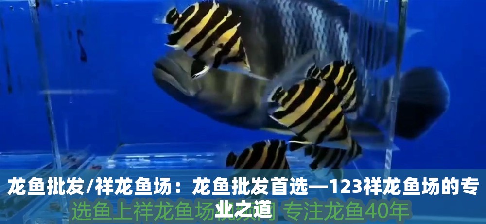 龍魚批發/祥龍魚場：龍魚批發首選—123祥龍魚場的專業之道