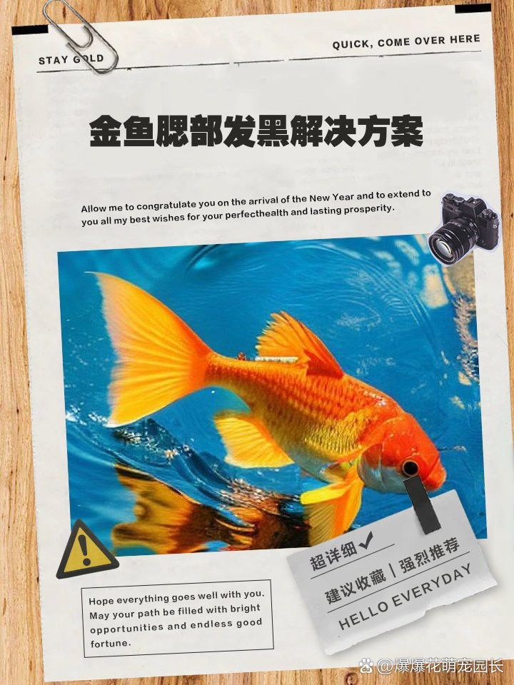 紅龍魚腮部發黑怎么辦？