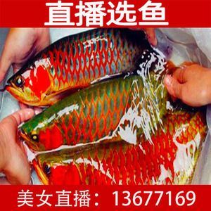 紅龍魚魚苗批發(fā)價(jià)格：紅龍魚魚苗批發(fā)價(jià)格可以在阿里巴巴等電商平臺上找到