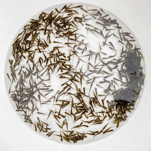 喂龍魚活食處理方法有哪些:喂龍魚活食處理方法 龍魚百科 第2張 喂龍魚活食處理方法有哪些:喂龍魚活食處理方法 喂龍魚活食處理方法有哪些:喂龍魚活食處理方法 龍魚百科 第2張
