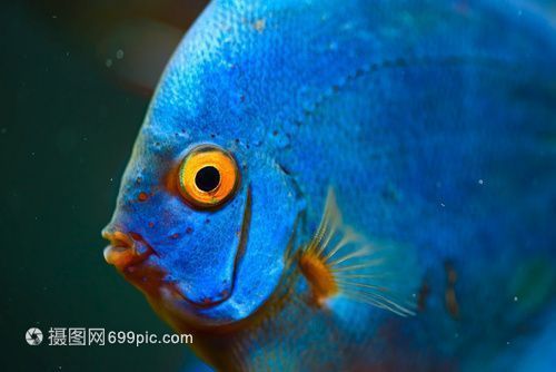 薩伊藍(lán)魚(yú)與龍魚(yú)混養(yǎng)成功案例：如何判斷薩伊藍(lán)魚(yú)與龍魚(yú)和諧共處