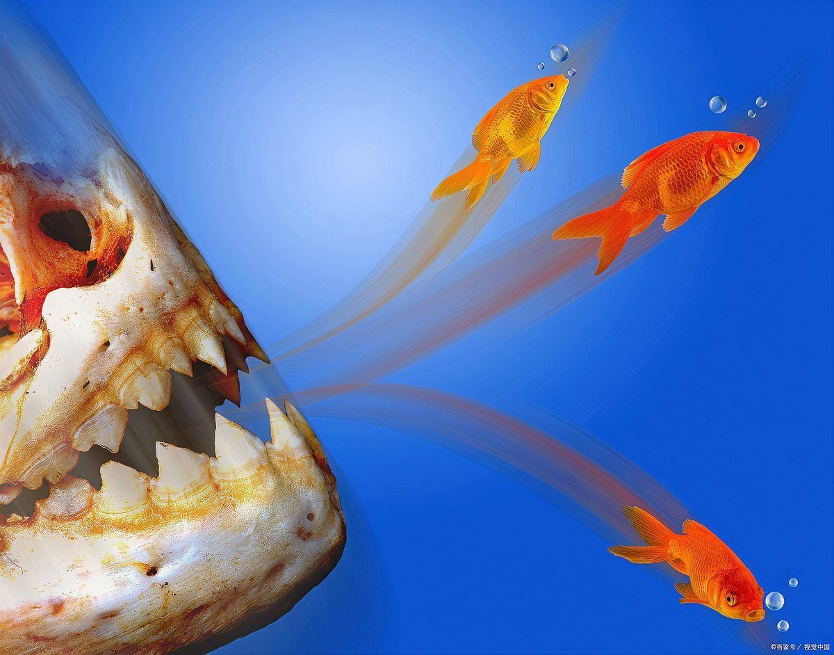 藍寶石魚咬魚的原因