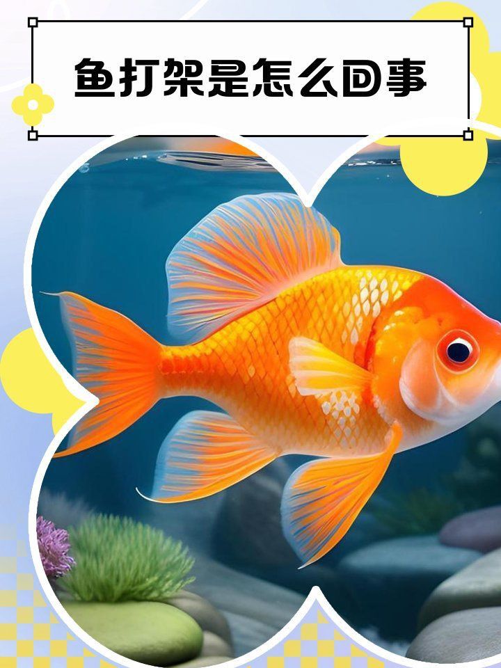 藍寶石魚咬魚的原因