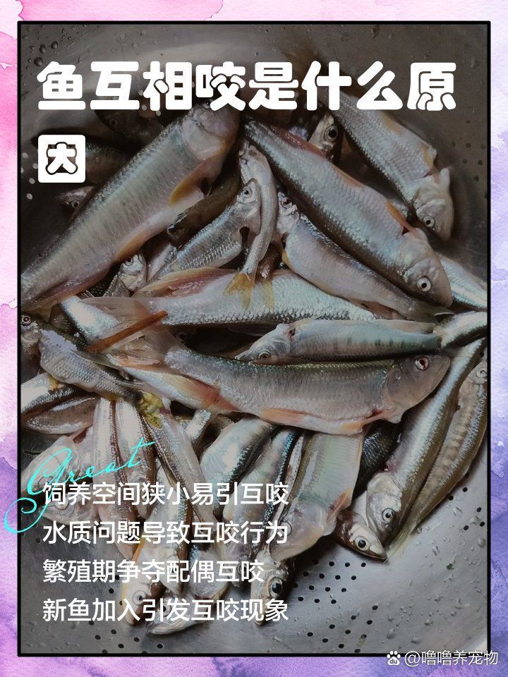 藍寶石魚咬魚的原因