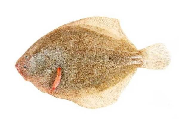 獐子島魚苗品種及特點：獐子島蝦夷扇貝新品種“獐子島紅”以及人工增殖的天鵝蛋大蛤 獐子島魚苗品種及特點：獐子島蝦夷扇貝新品種“獐子島紅”以及人工增殖的天鵝蛋大蛤 龍魚百科 第1張