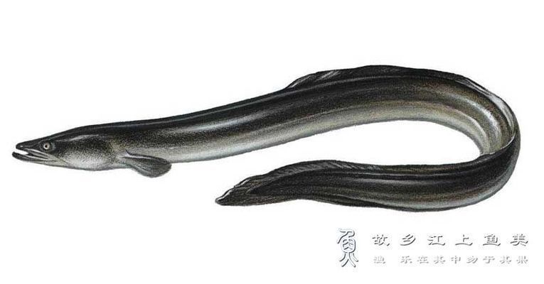 獐子島魚苗品種及特點：獐子島蝦夷扇貝新品種“獐子島紅”以及人工增殖的天鵝蛋大蛤 獐子島魚苗品種及特點：獐子島蝦夷扇貝新品種“獐子島紅”以及人工增殖的天鵝蛋大蛤 龍魚百科 第3張