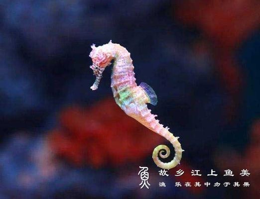 獐子島魚苗品種及特點：獐子島蝦夷扇貝新品種“獐子島紅”以及人工增殖的天鵝蛋大蛤 獐子島魚苗品種及特點：獐子島蝦夷扇貝新品種“獐子島紅”以及人工增殖的天鵝蛋大蛤 龍魚百科 第2張