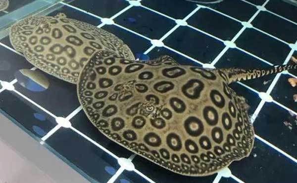 獐子島魚苗品種及特點：獐子島蝦夷扇貝新品種“獐子島紅”以及人工增殖的天鵝蛋大蛤 獐子島魚苗品種及特點：獐子島蝦夷扇貝新品種“獐子島紅”以及人工增殖的天鵝蛋大蛤 龍魚百科 第5張
