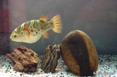 龍魚魚餌：自制龍魚餌料營養搭配指南冷凍餌料保存方法介紹