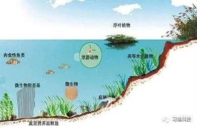 龍魚魚餌：自制龍魚餌料營養搭配指南冷凍餌料保存方法介紹