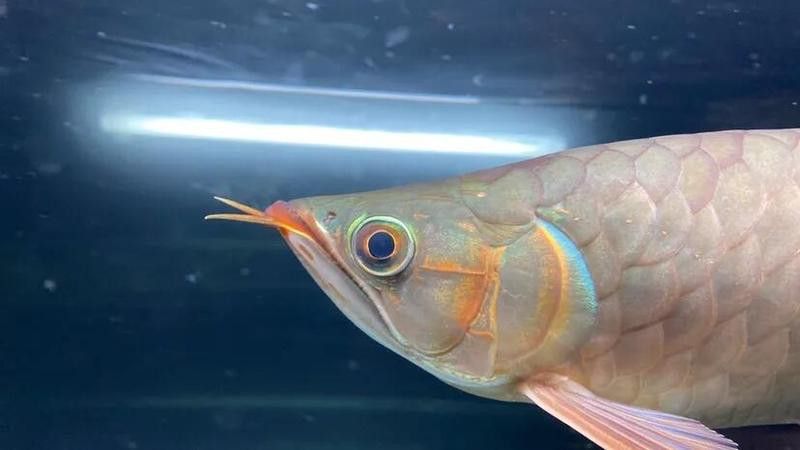 龍魚蒙眼癥的治愈率有多高？