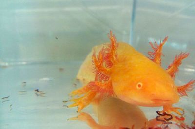 給龍魚下鹽水比（如何給龍魚下鹽水）