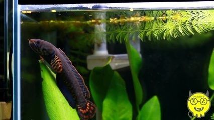 雷龍魚怎么喂飼料好：雷龍魚飼料品牌推薦