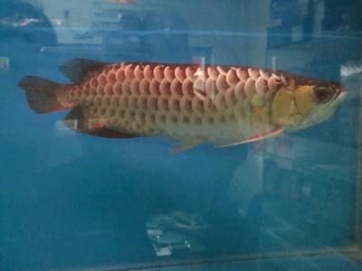 金龍魚(yú)成魚(yú)在中層游狀態(tài)好正常嗎：金龍魚(yú)在中層游動(dòng)的狀態(tài)是否正常，取決于多種因素，