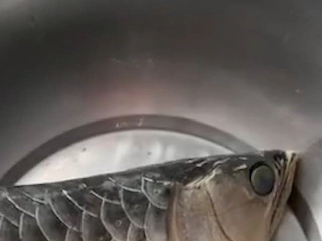 石家莊男子吃掉金龍魚視頻