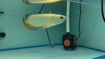 祥龍魚場龍魚出口在哪里（祥龍魚場是一家專注于龍魚出口及相關業務的老牌企業）