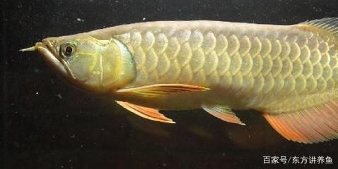 金龍魚 種類：金龍魚的主要種類 金龍魚 種類：金龍魚的主要種類 龍魚百科 第1張