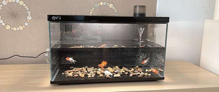 2025流行什么魚缸