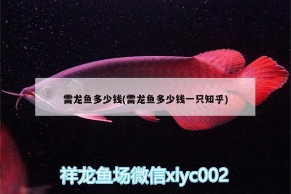 雷龍魚市場價，雷龍魚市場價格趨勢