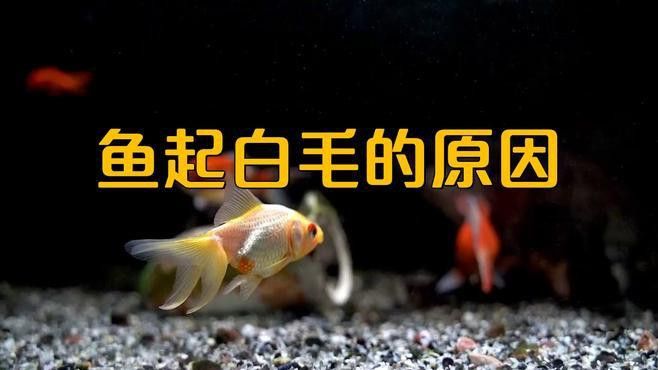 如何預防龍魚白霉??？