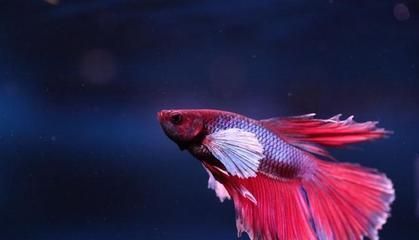 雷龍魚只能單獨(dú)養(yǎng)嗎為什么，如何判斷雷龍魚的健康狀態(tài)
